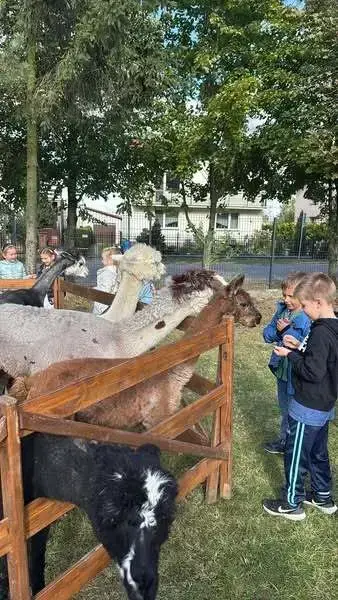 Zdjęcie do Alpaki w naszej szkole